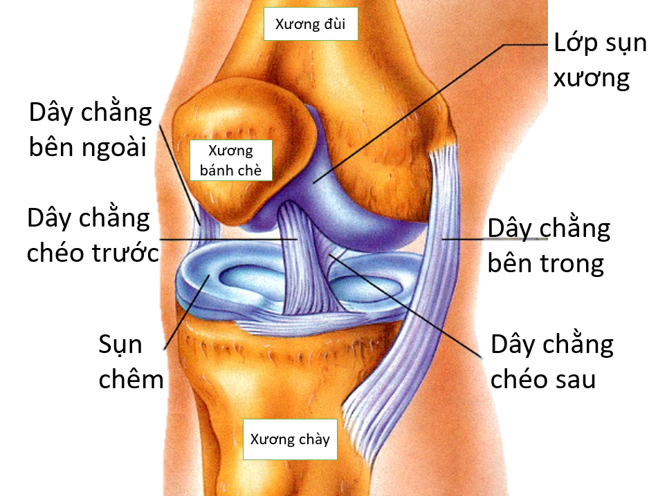 ĐỨT DÂY CHẰNG CHÉO TRƯỚC - NHỮNG ĐIỀU CẦN BIẾT - Hội Y Học Thể Thao