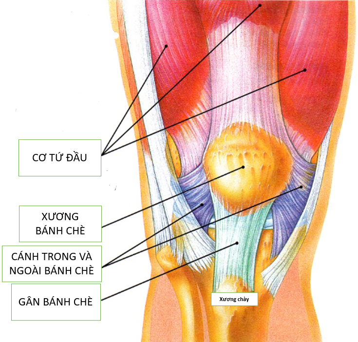 ĐỨT DÂY CHẰNG CHÉO TRƯỚC - NHỮNG ĐIỀU CẦN BIẾT - Hội Y Học Thể Thao