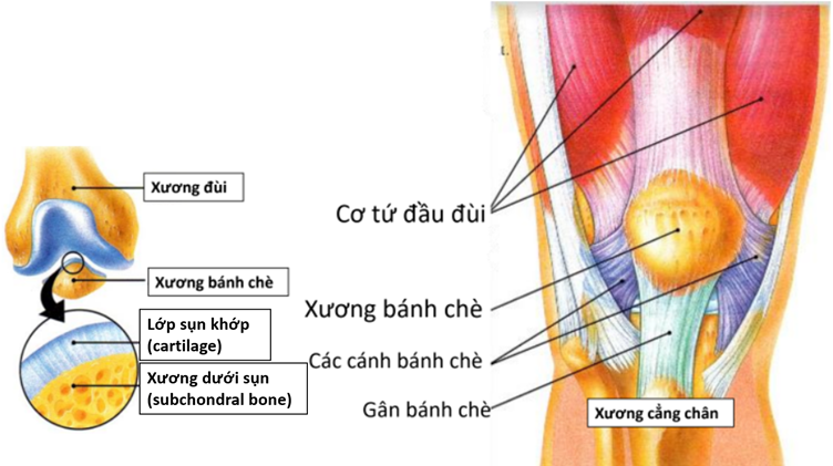 ỨNG DỤNG NỘI SOI KHỚP TRONG ĐIỀU TRỊ CHẤN THƯƠNG THỂ THAO KHỚP GỐI - Hội Y Học Thể Thao